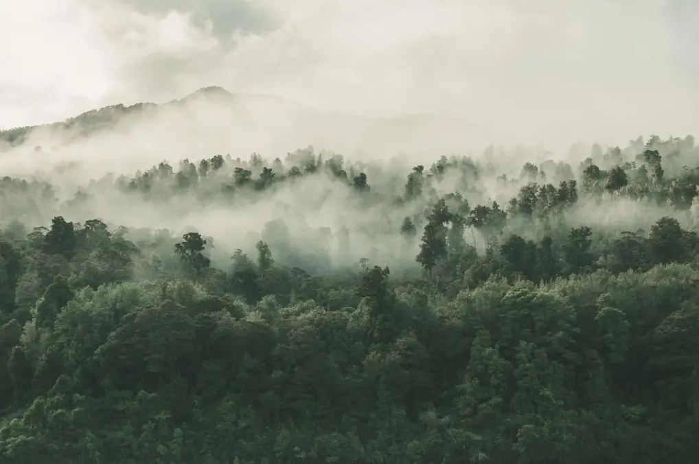 carbon-forestry